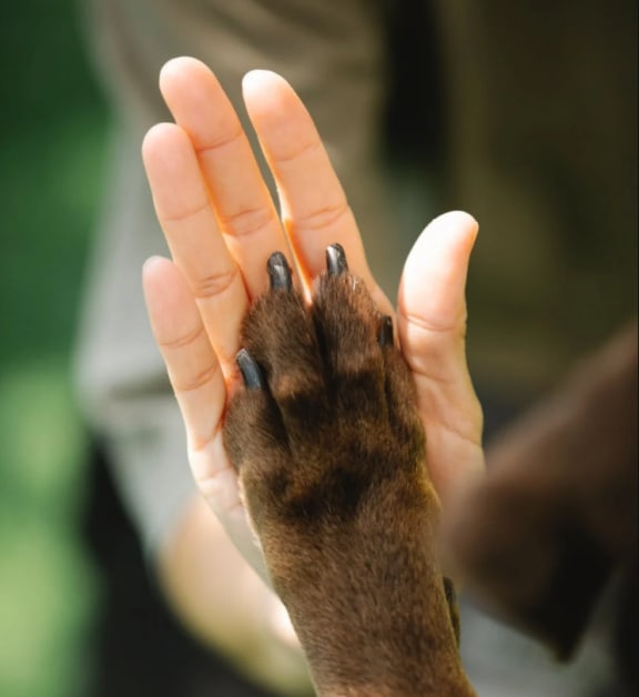 Playing With Dog at Ralston Courtyards, Ventura, California