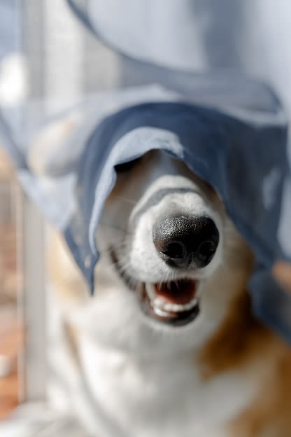 Dog 1 at Ralston Courtyards, California