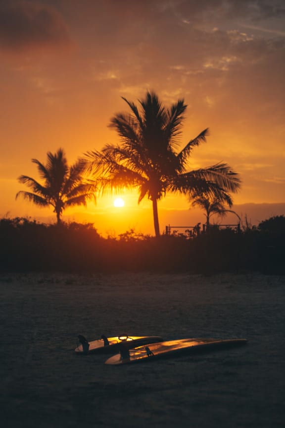 Surf boards and palm trees at sunset at Ralston Courtyards, Ventura, 93003