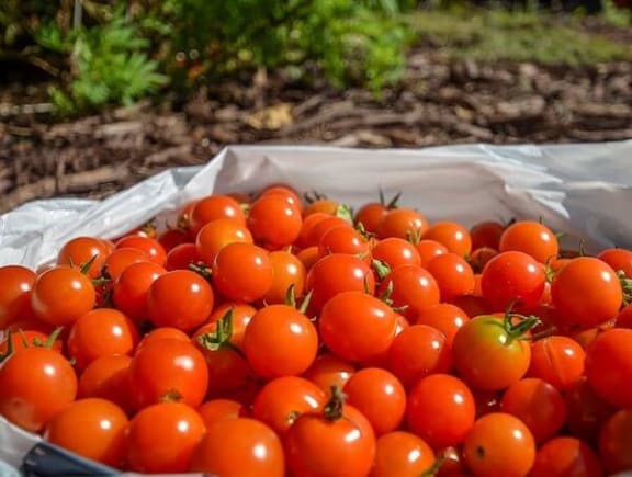 fresh tomato's from community garden