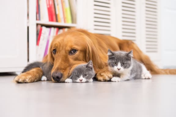 Cat and Dog at Highland Club Apartments, Watervliet, New York 12189