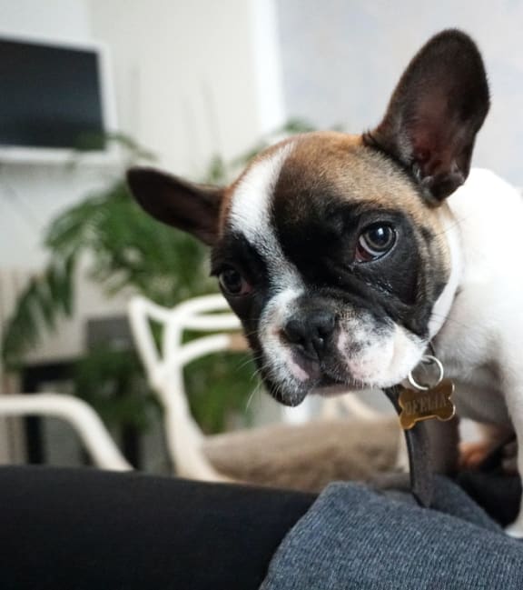 Pet Friendly Community at The District at Forestville