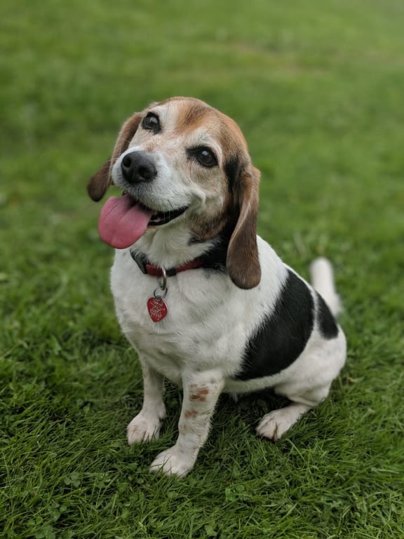 Dog friendly places at Prospect Place, Hackensack, NJ