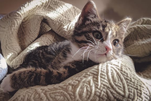 Pet Friendly at Prospect Place, Hackensack, 07601