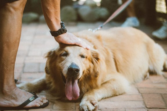 Pet at Linden on the GreeneWay, Orlando, 32824