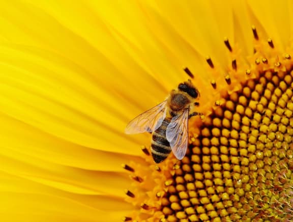 Bee Day at Linden on the GreeneWay, Florida, 32824