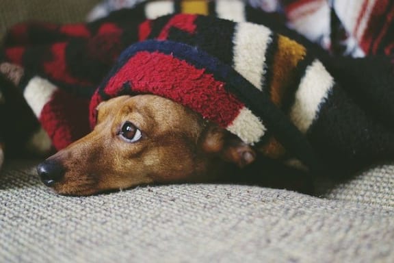 Pet Friendly at Pine Village, North Carolina