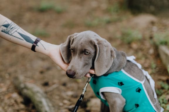Pet friendly at Pine Village, Sanford, 27332