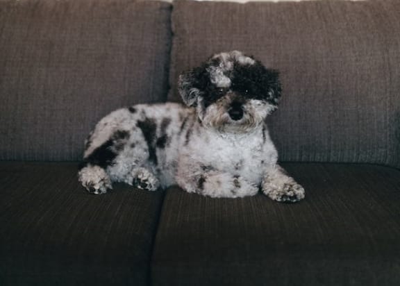 PV pet friendly at Pine Village, Sanford
