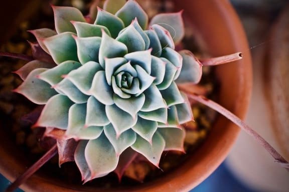 Plant at Pine Village, North Carolina, 27332