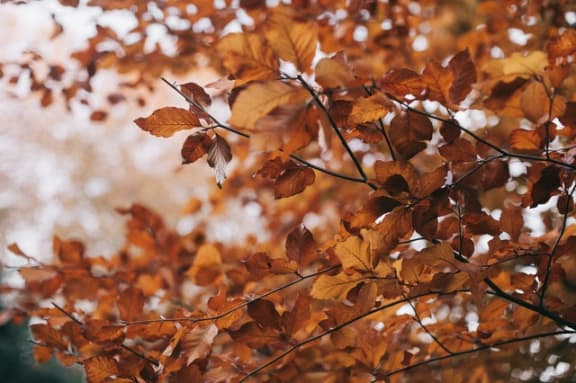 Beauty of trees at Pine Village, Sanford, 27332