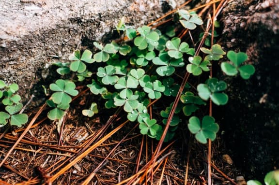 StPatricksDayat Pine Village, Sanford, North Carolina
