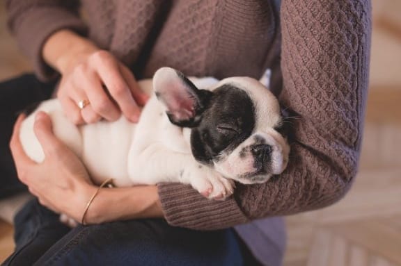 Pet Friendly Apartments at Pine Village, Sanford, North Carolina