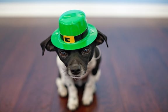 Cute Puppy With Hat at Pine Village, Sanford, North Carolina