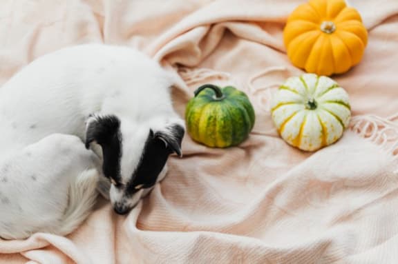 Pets at Pine Village, Sanford, NC, 27332