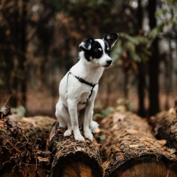 Pet friendly at Pine Village, North Carolina