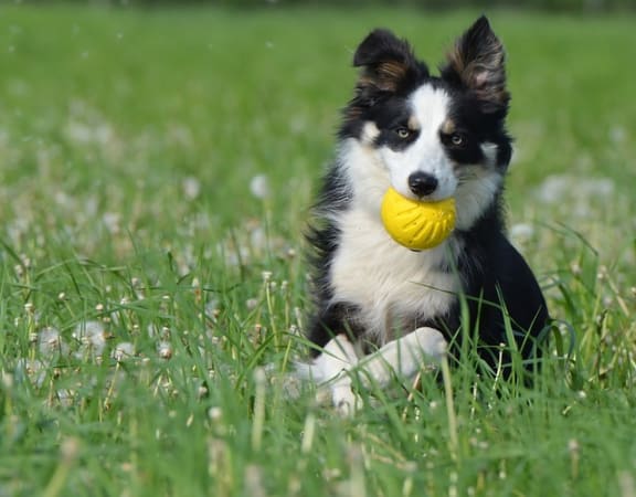 Pet at Pine Village, Sanford, North Carolina