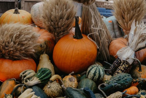 Pumpkin Patch at Pine Village Rental Home Community in Sanford, NC