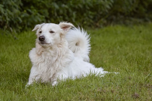 Dog5 at Pine Village, Sanford, 27332