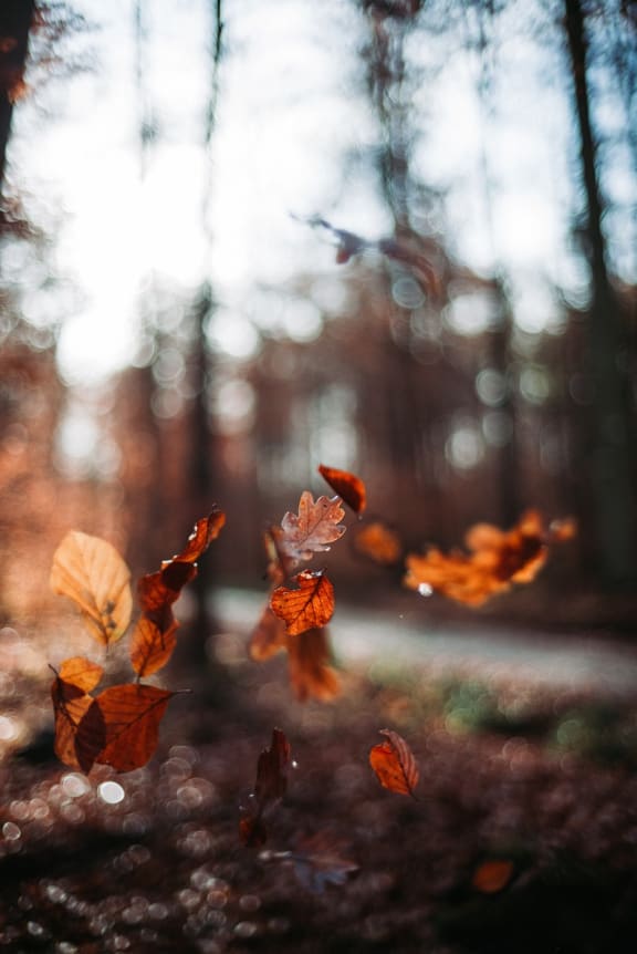 Fall at Pine Village, Sanford, North Carolina