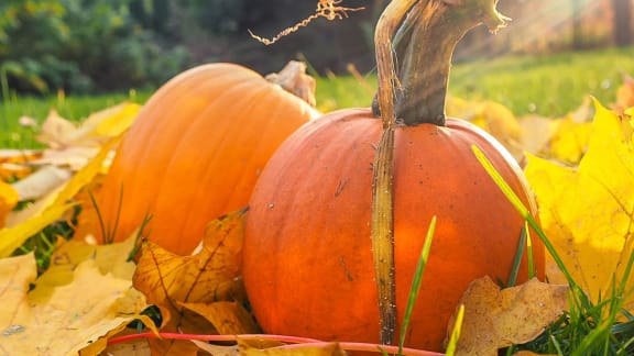 Pumpkins at Pine Village, Sanford, 27332