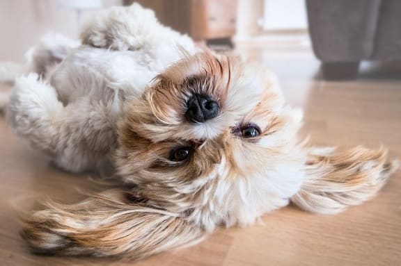 pet-friendly at Pine Village, Sanford, 27332