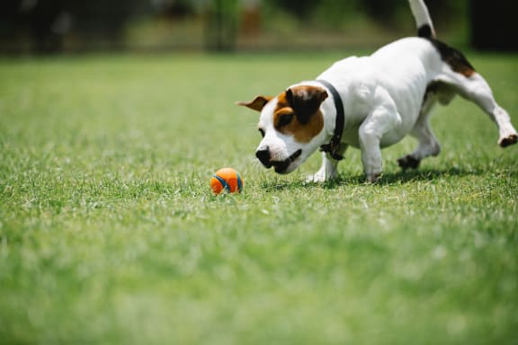 Dog at Willow Springs, Goleta, CA