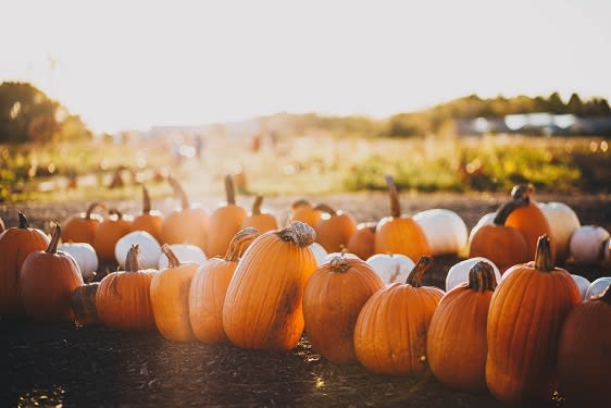 Pumpkin at Willow Springs, Goleta