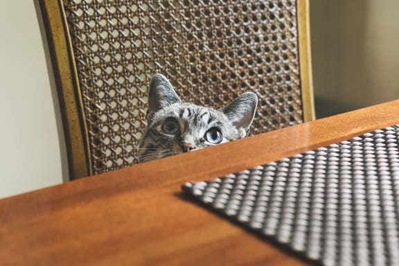Cat-friendly at Willow Springs, Goleta, CA, 93117