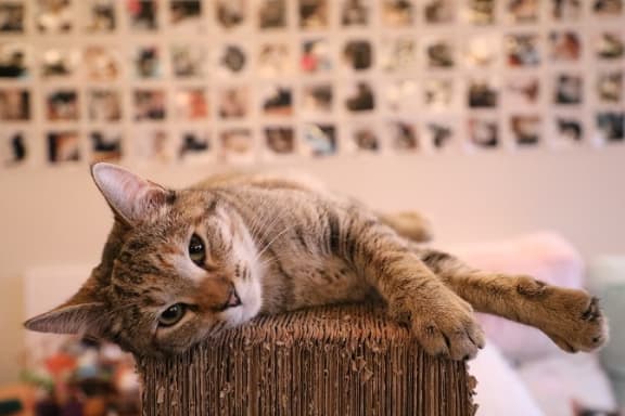 Cat-friendly at Willow Springs, California, 93117