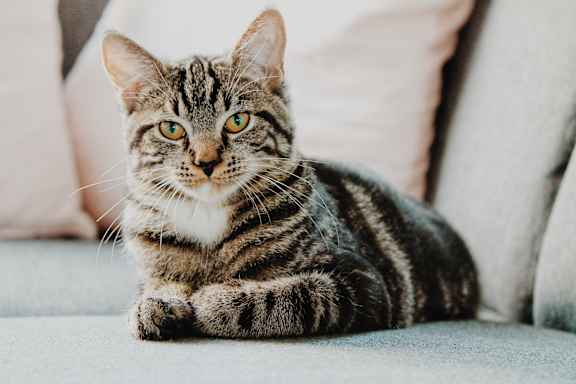 Cat-friendly at Willow Springs, Goleta, CA, 93117