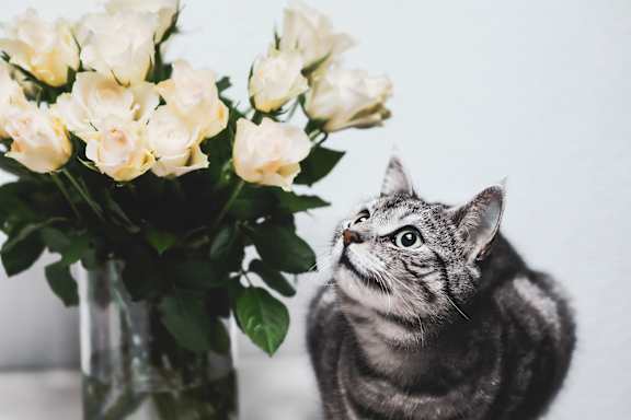 Cat-friendly at Willow Springs, Goleta, CA