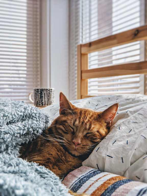 Seeping Cat at Willow Springs, California