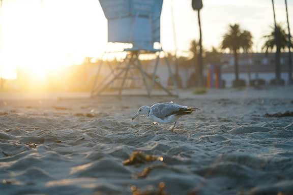 Goleta Beach Park at Willow Springs, California