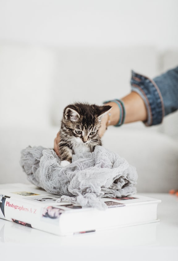 Pet Love And Care at Willow Springs, Goleta, CA