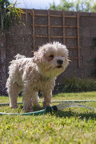 Pet Friendly at Willow Springs, Goleta, California