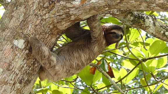 Sloth Day at Willow Springs, California, 93117