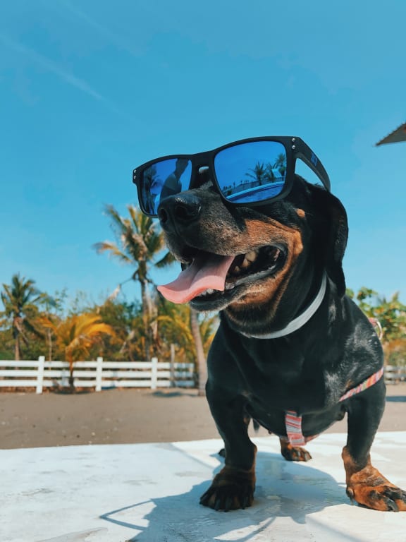 Dog at Willow Springs, Goleta, 93117