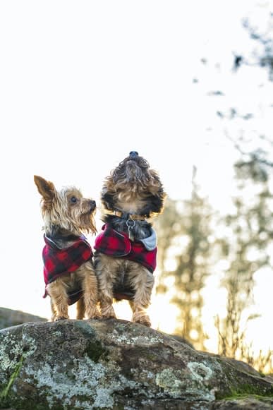 Dogs at Willow Springs, Goleta, CA, 93117