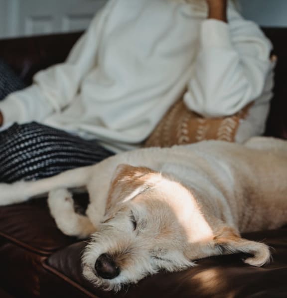 dog relaxing at pet friendly apartments at Sunnyvale Town Center, Sunnyvale, 94086
