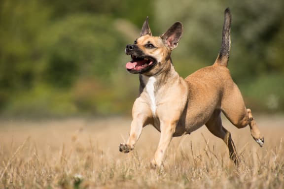 Happy dog at Casa Alberta Apartments, Sunnyvale, California