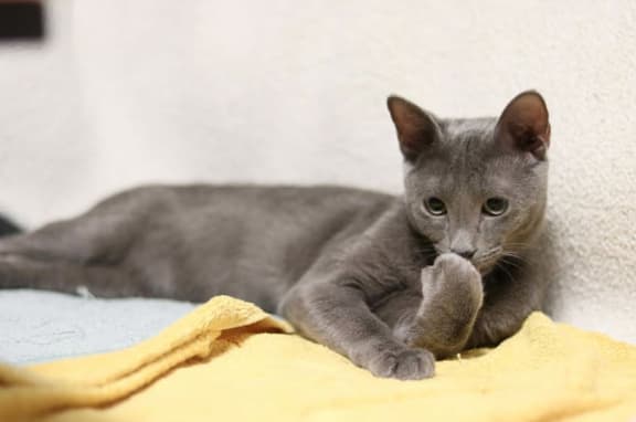 cat friendly laundry at Encina Meadows Apartments, Goleta, 93117