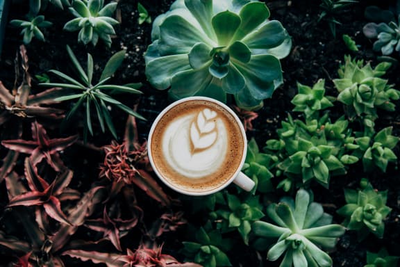 Coffee at Encina Meadows Apartments, California