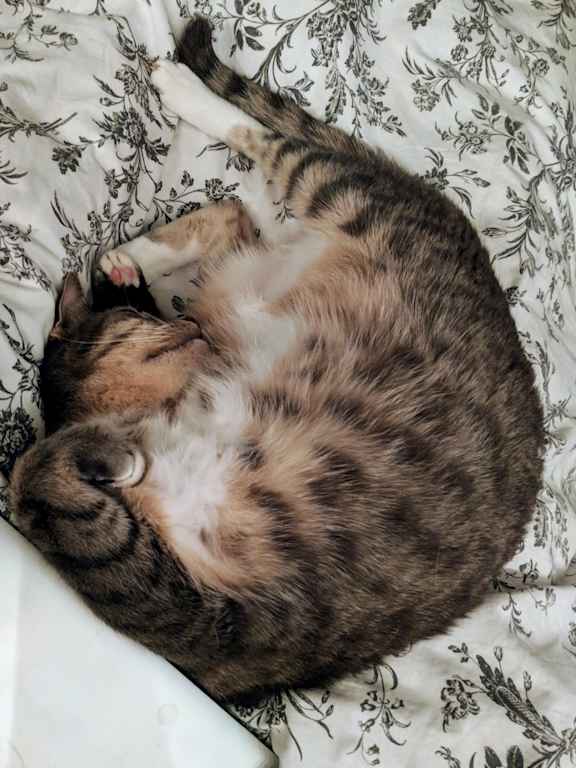 CAT Sleeping at Encina Meadows Apartments, Goleta, CA
