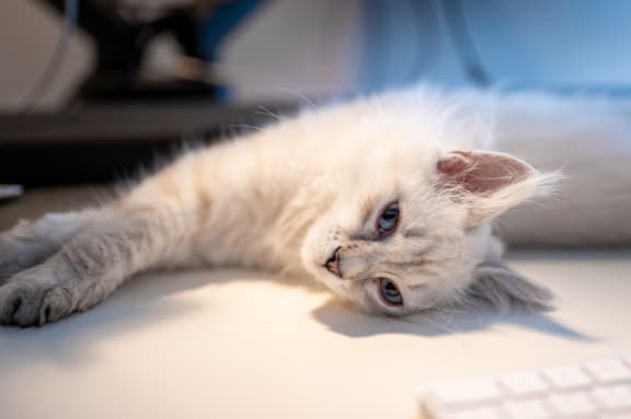 Cat lover at Encina Meadows Apartments, Goleta, CA, 93117