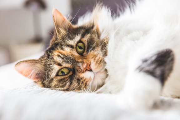 Cat friendly at Encina Meadows Apartments, Goleta, CA, 93117