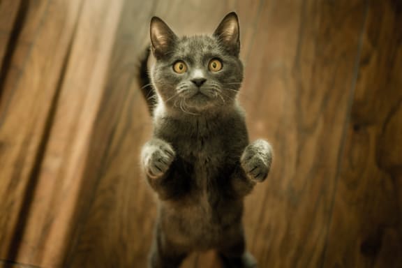 Cats Allowed at Encina Meadows Apartments, Goleta, 93117