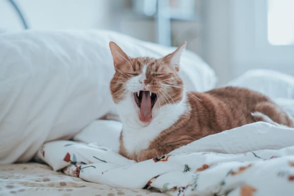 Cat yawning at Encina Meadows Apartments, Goleta, California