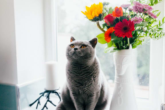 Hug Your Cat at Encina Meadows Apartments, Goleta, California
