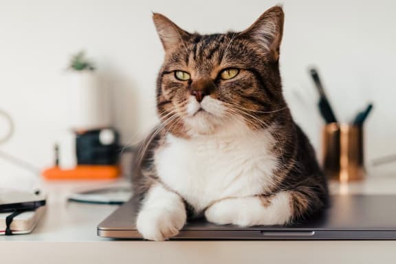 Pet Friendly at Encina Meadows Apartments, California, 93117
